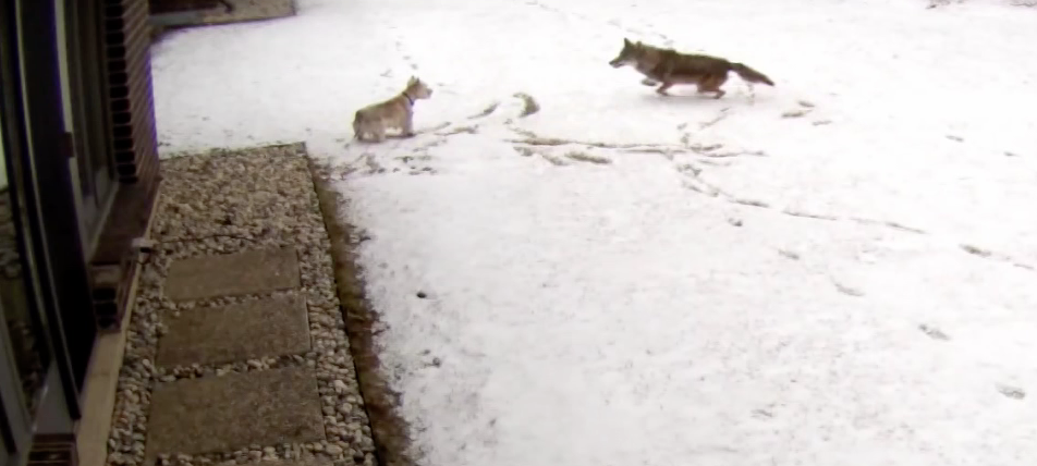 Video shows coyote attacking family's dog in Northfield, Illinois - CBS
