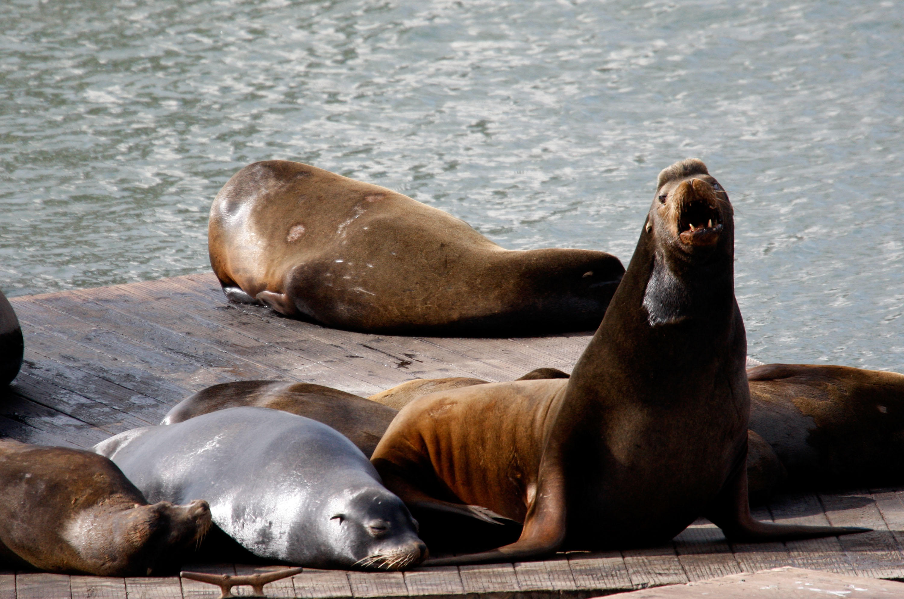 Second sea lion attack in 24 hours in San Francisco Bay - CBS News