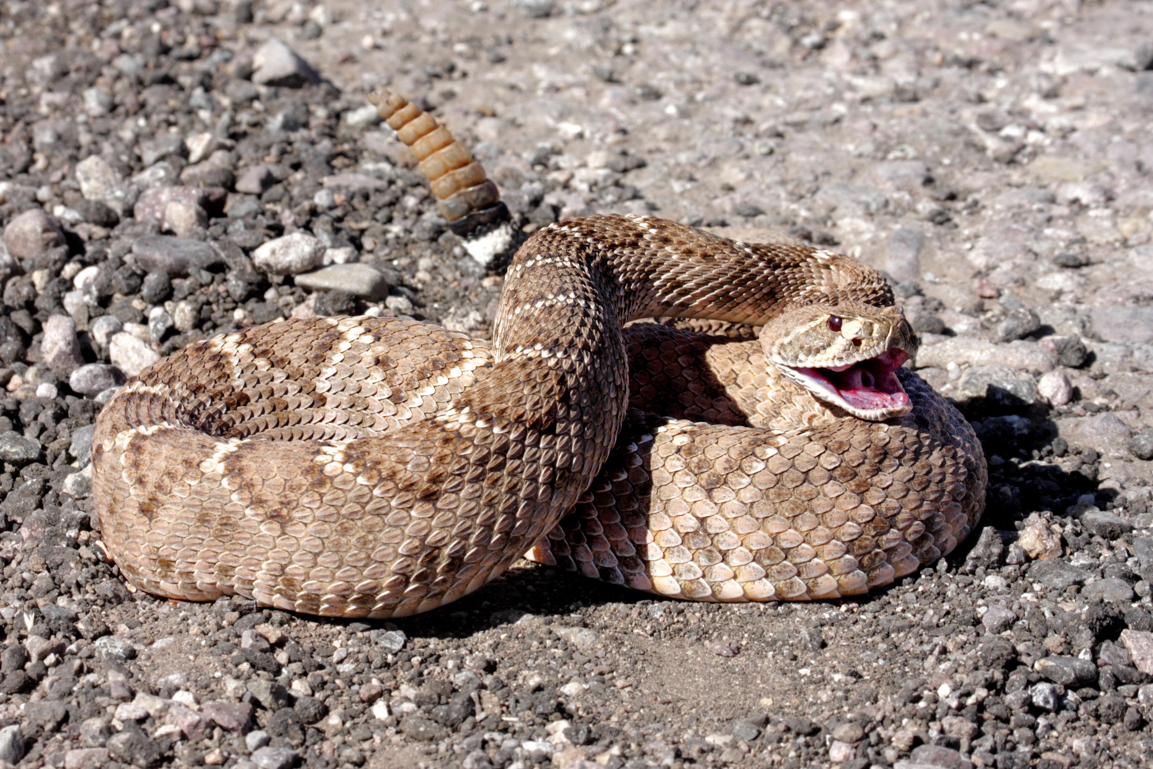 Rattlesnake pills to blame for Salmonella infection, CDC says - CBS News