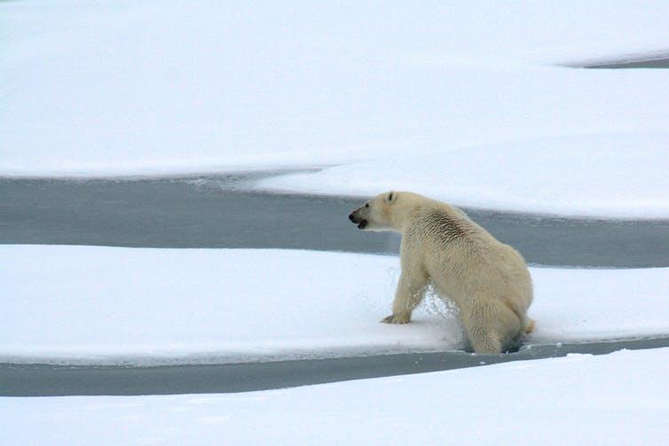 Polar bear videos reveal impact of melting Arctic sea ice - CBS News