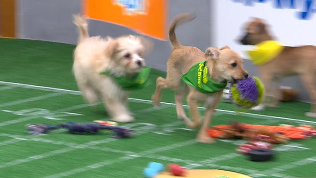 Puppy Bowl 2023 – How to Watch the Event on TV & Stream Online!, 2023  Puppy Bowl, 2023 Super Bowl, Dan Schachner, Super Bowl