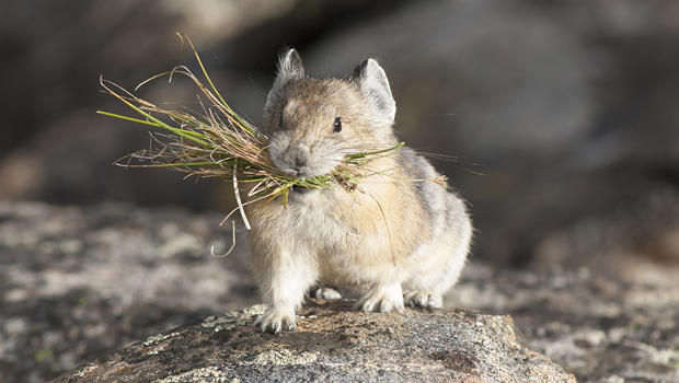 Nature up close: Pikas - CBS News