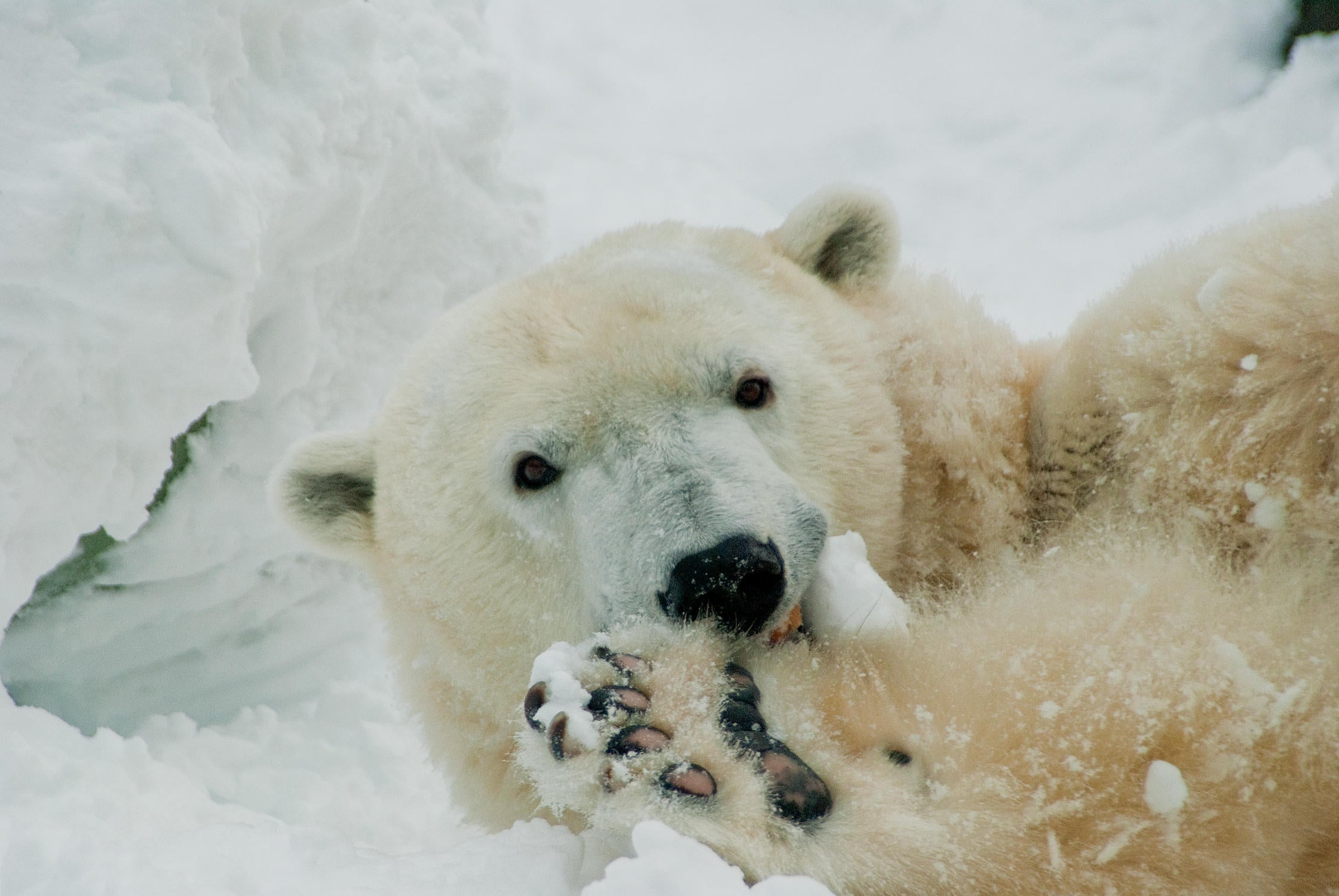 Coldilocks, oldest polar bear in U.S., dies at 37 - CBS News