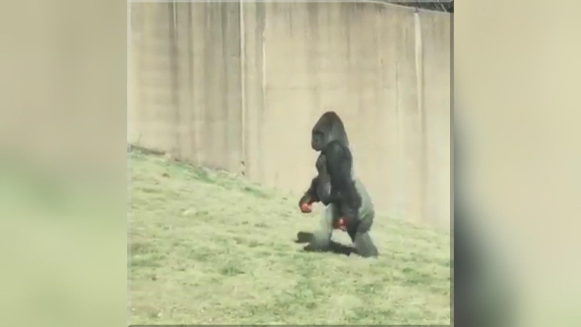 gorilla walking upright