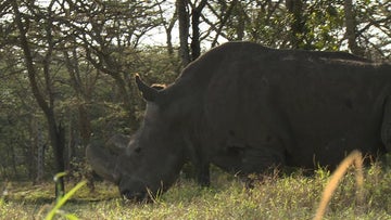 Northern white rhino conservation: Scientists successfully transfer