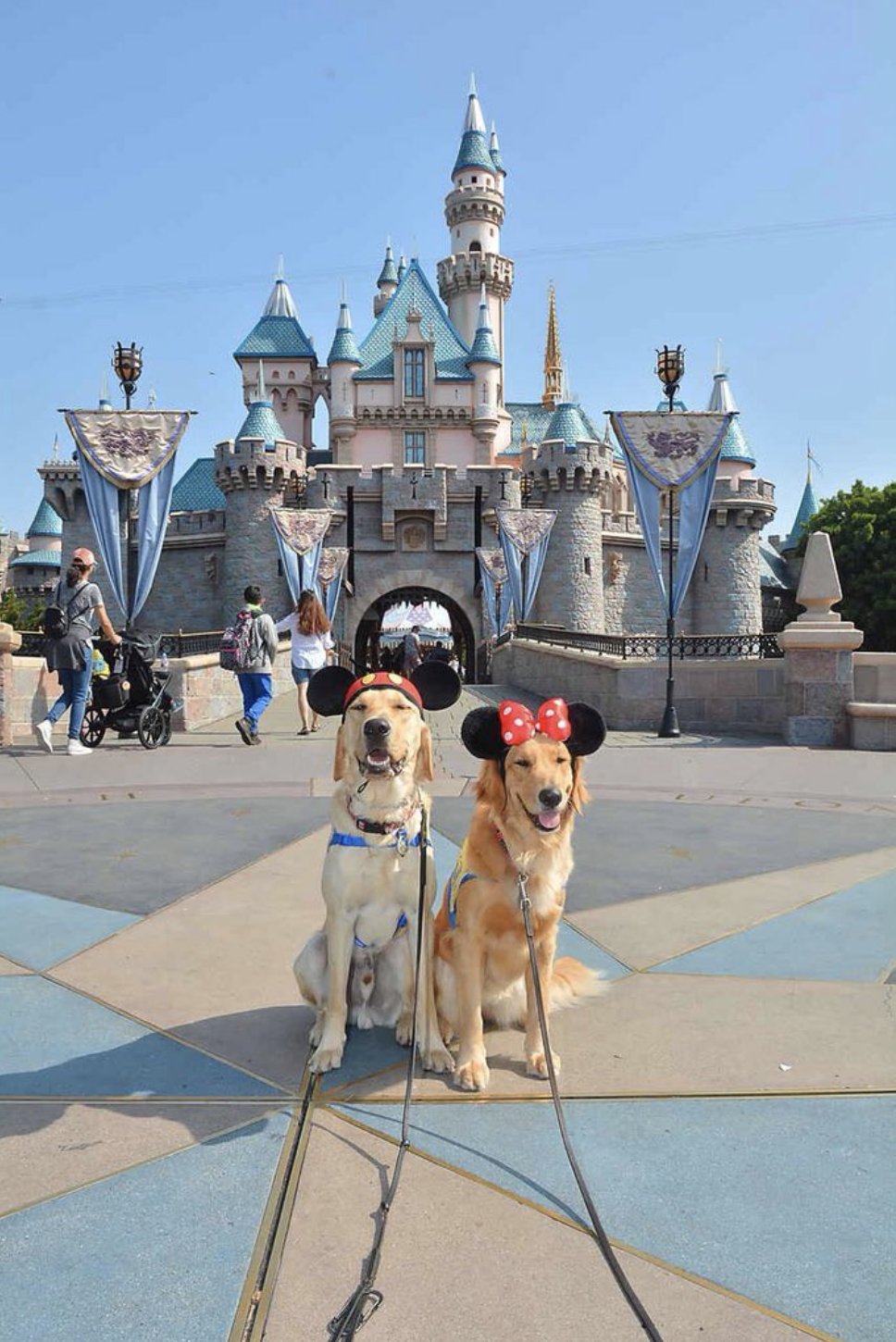 are dogs allowed in disneyland california