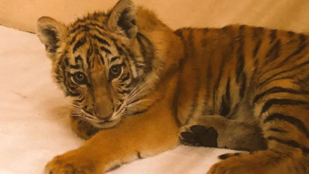 PHOTOS: Texas has 2 newborn tiger cubs