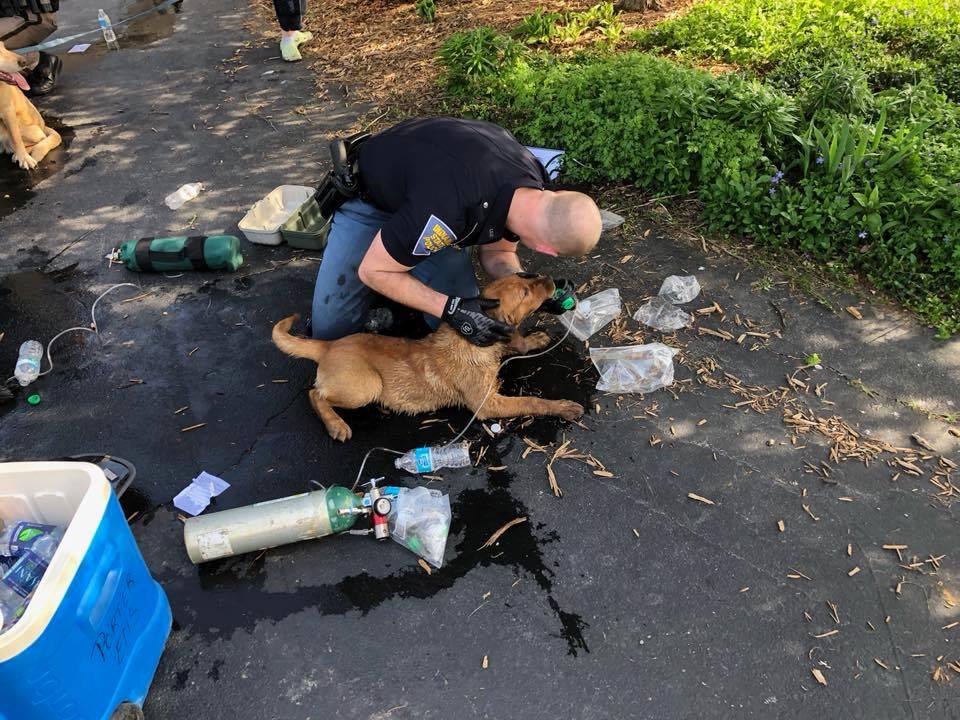 rescuers-revive-7-dogs-saved-from-house-fire-in-indiana-using-pet