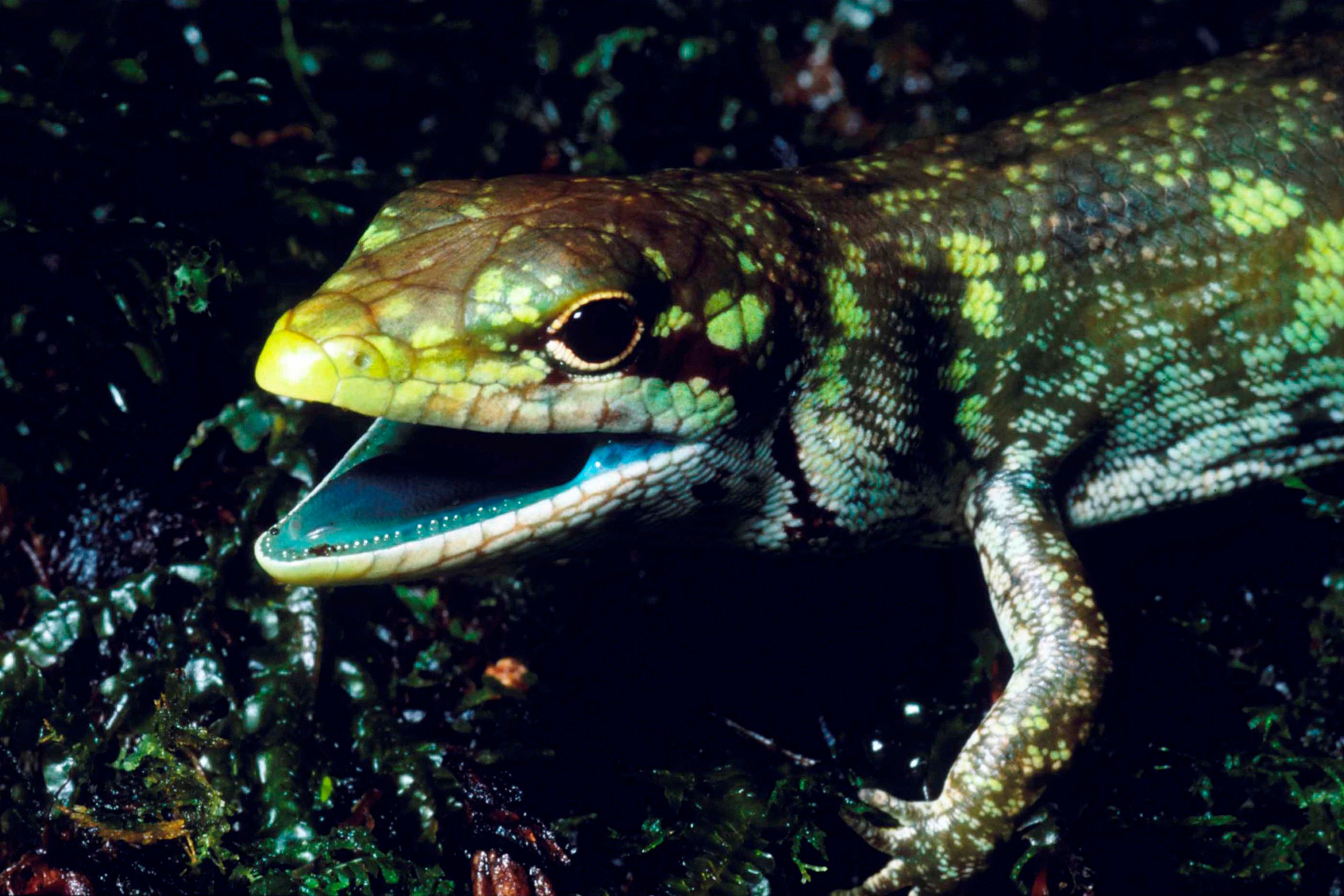 Evolution gone weird Lizards in New Guinea bleed lime green CBS News