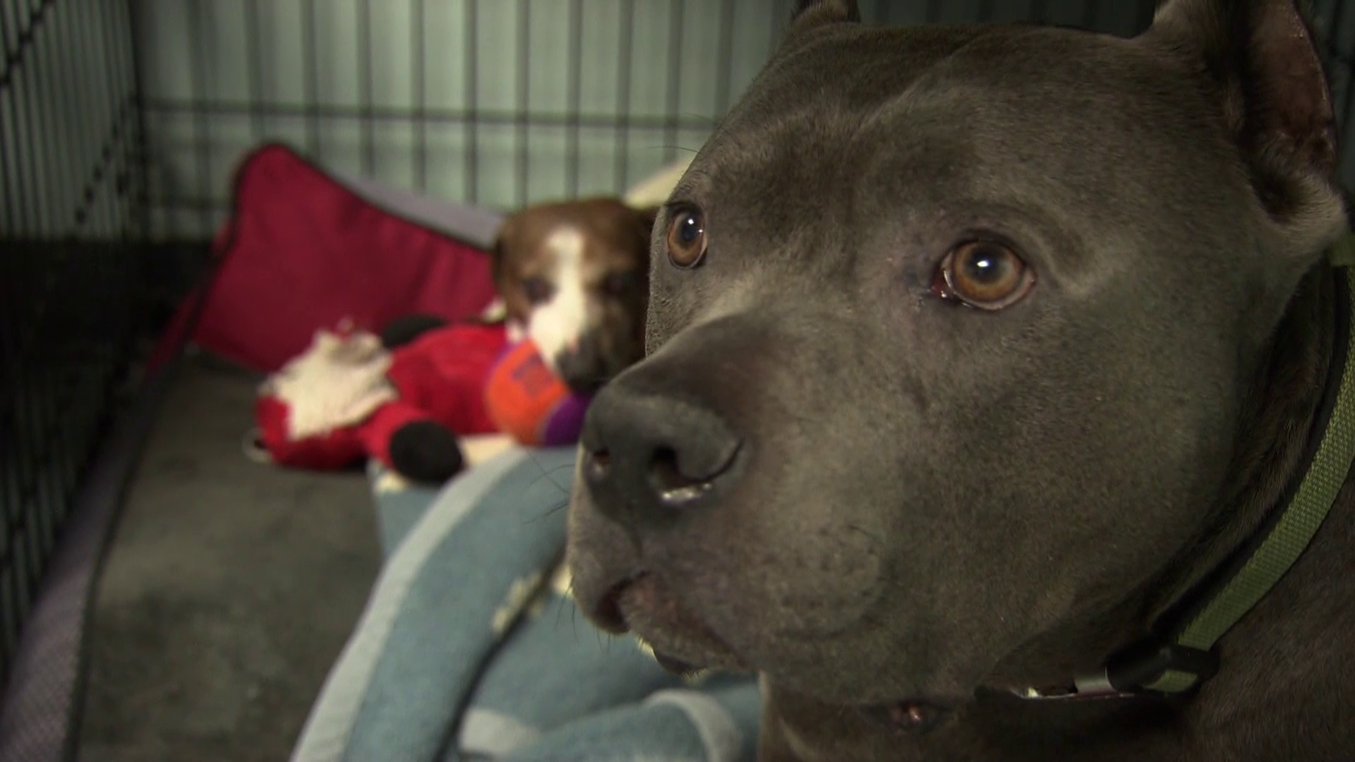 Vineland teacher's deaf pit bull is ASPCA Dog of the Year