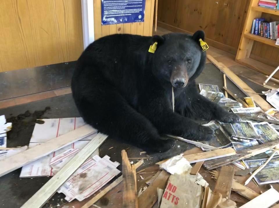 Bear breaks into Colorado post office, photo goes viral - CBS News