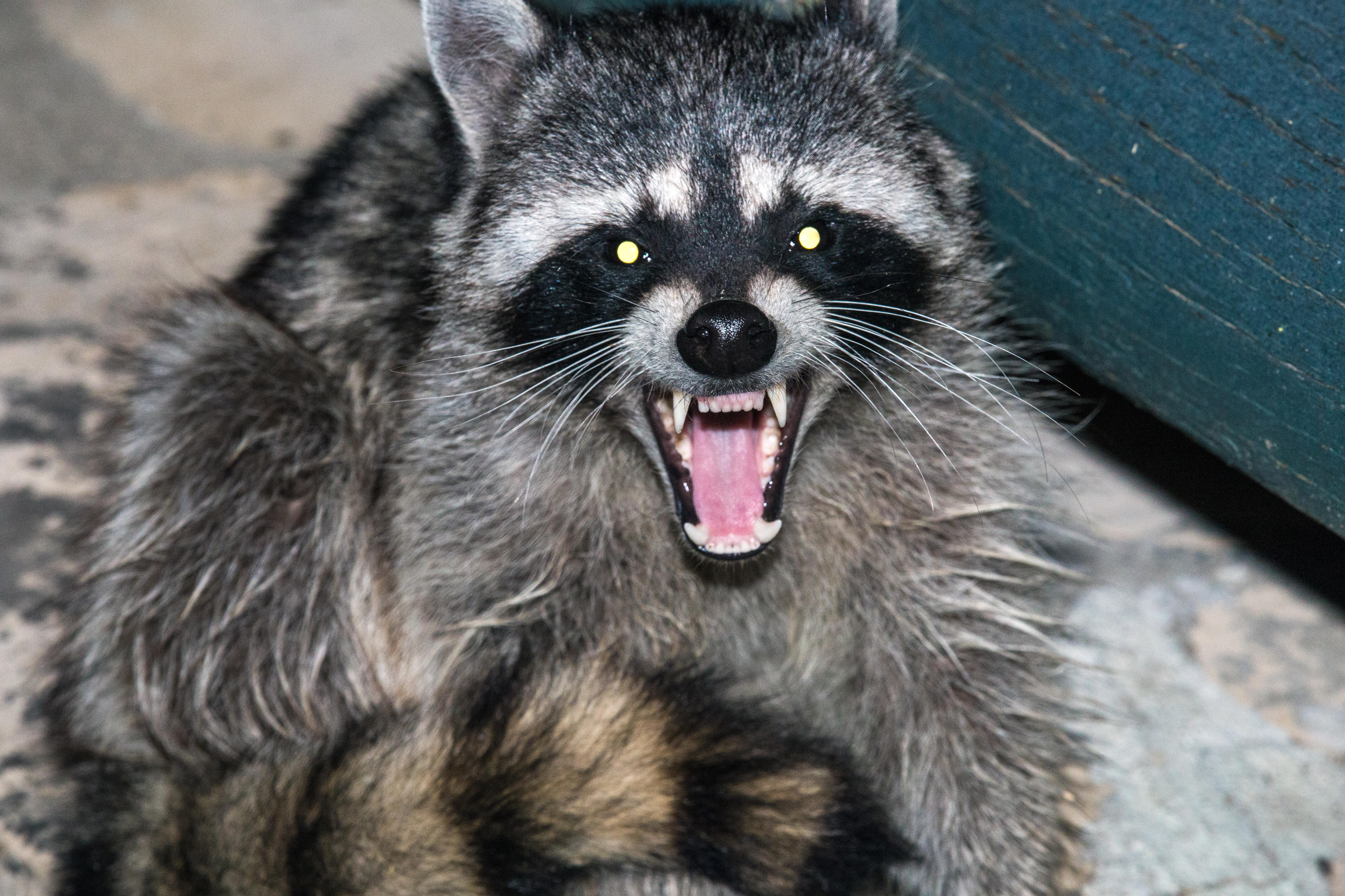 Summer is peak rabies season. Here's what you need to know - CBS News