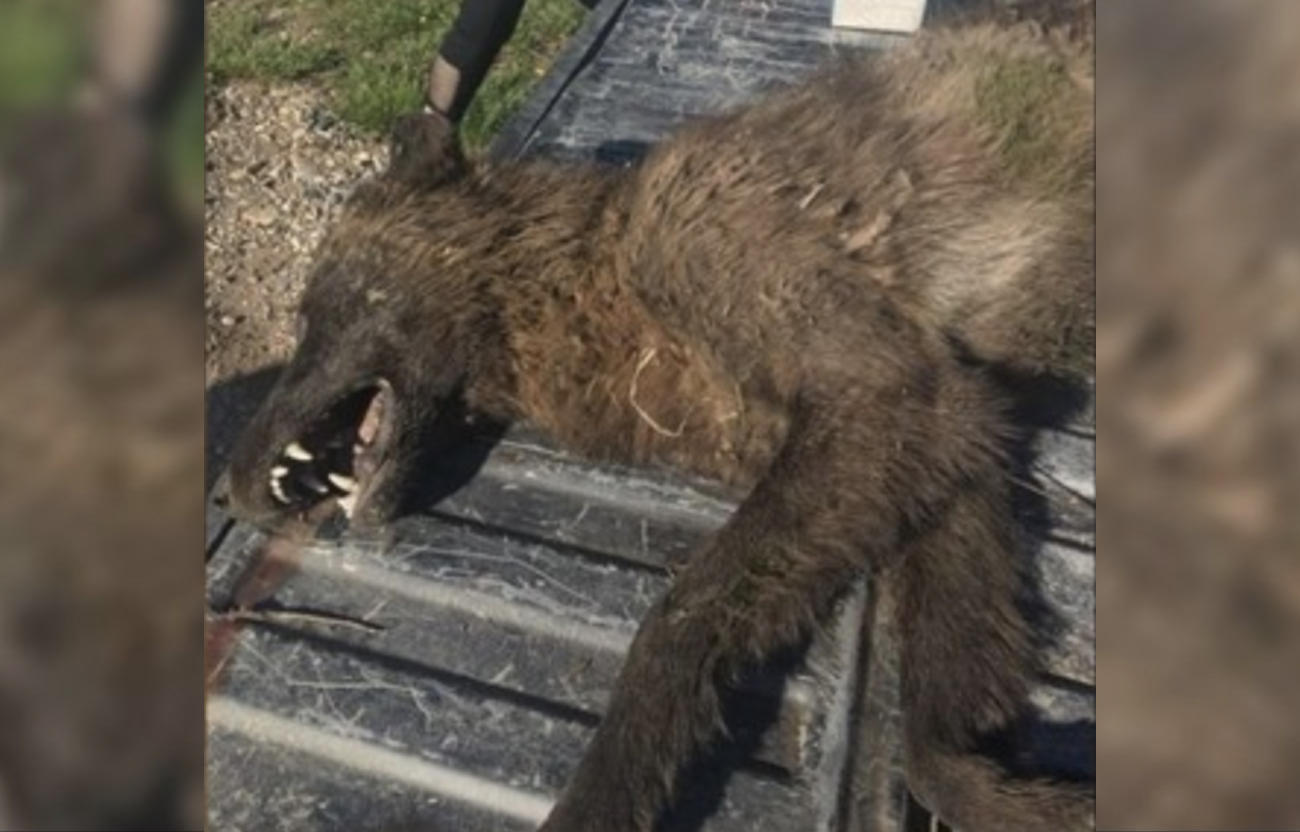 Wolf like creature found in Montana mystery solved by DNA test - CBS News