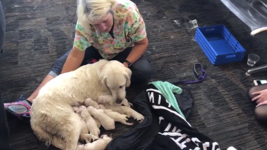 what happens when a dog goes into labor