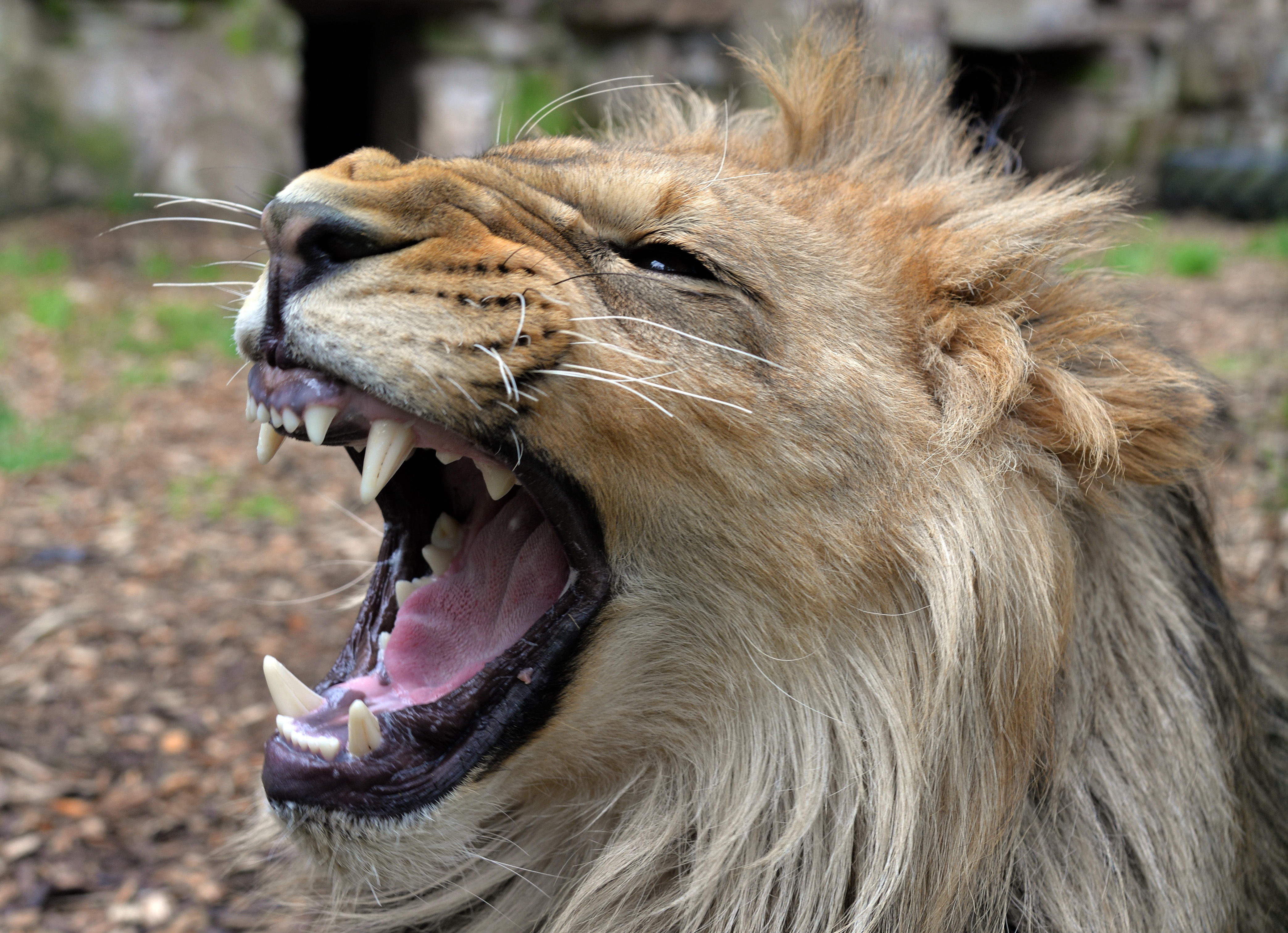 Poachers eaten by lions after sneaking onto South African game reserve