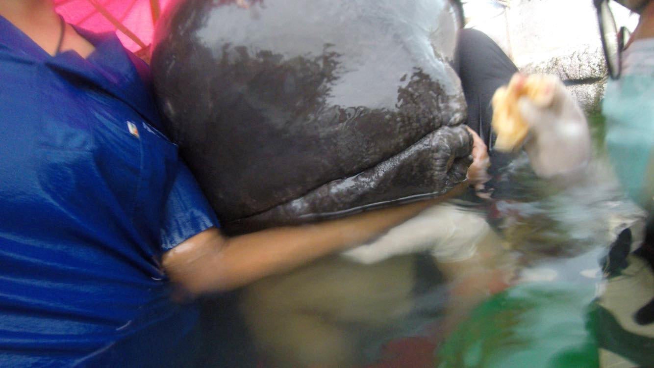 Young Whale Found in Philippines With 88 Pounds of Plastic Bags in Stomach  Died of 'Dehydration and Starvation