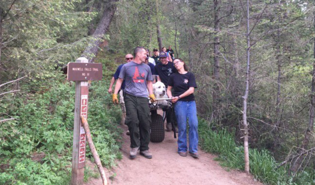 120pound dog carried down mountain by rescue team after suffering