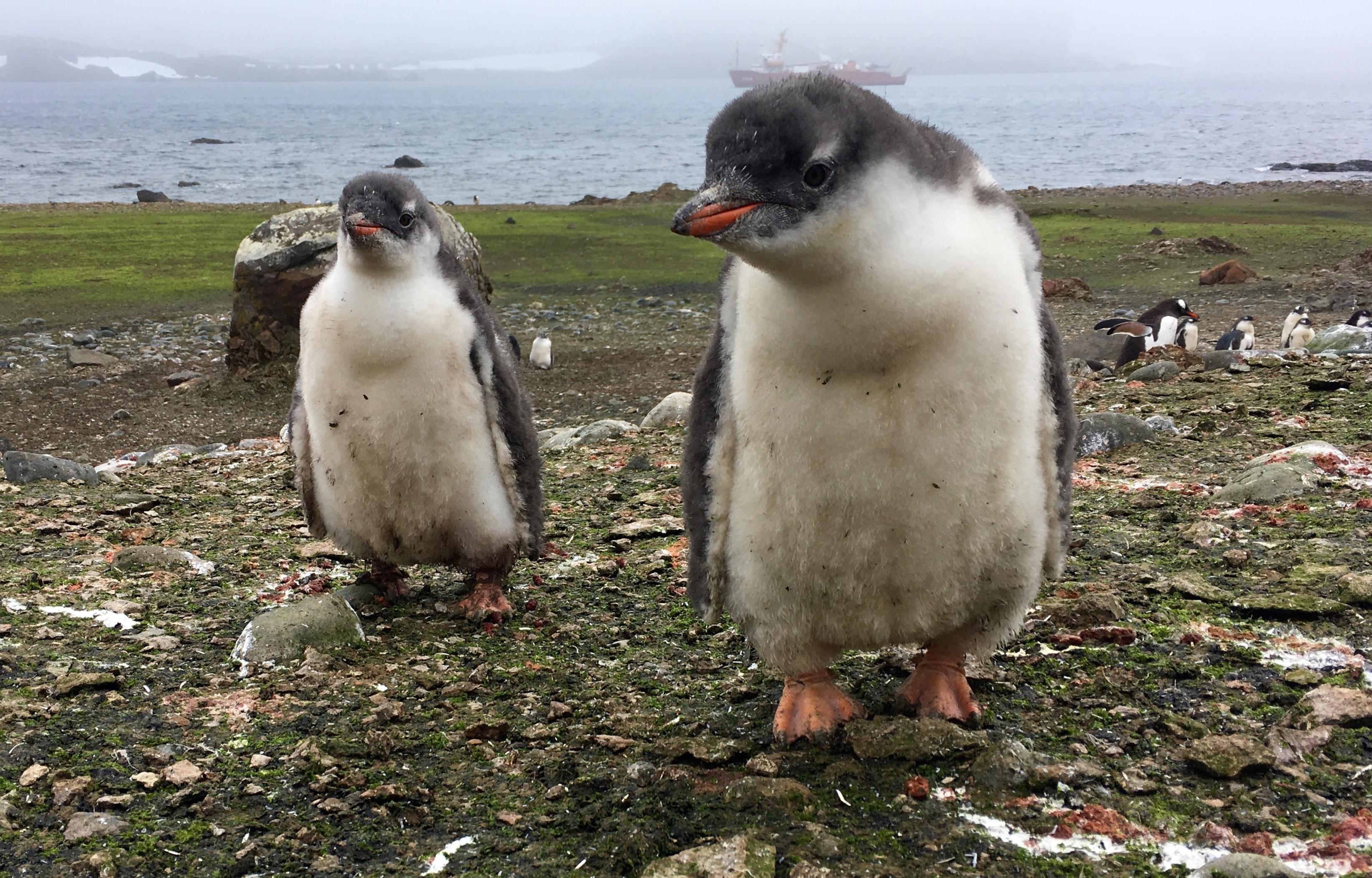 Rate of Antarctica's ice melting has tripled since 2012, study finds