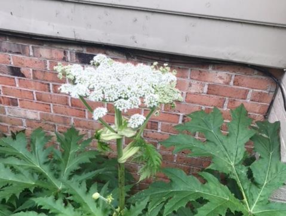 giant-hogweed-plant-that-causes-blindness-and-third-degree-burns