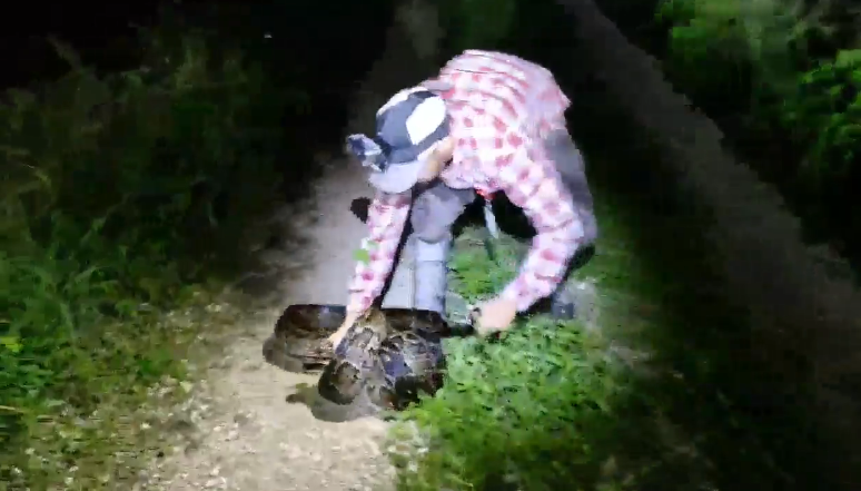 Alligator vs. python in the Florida Everglades -- caught on video - CBS ...