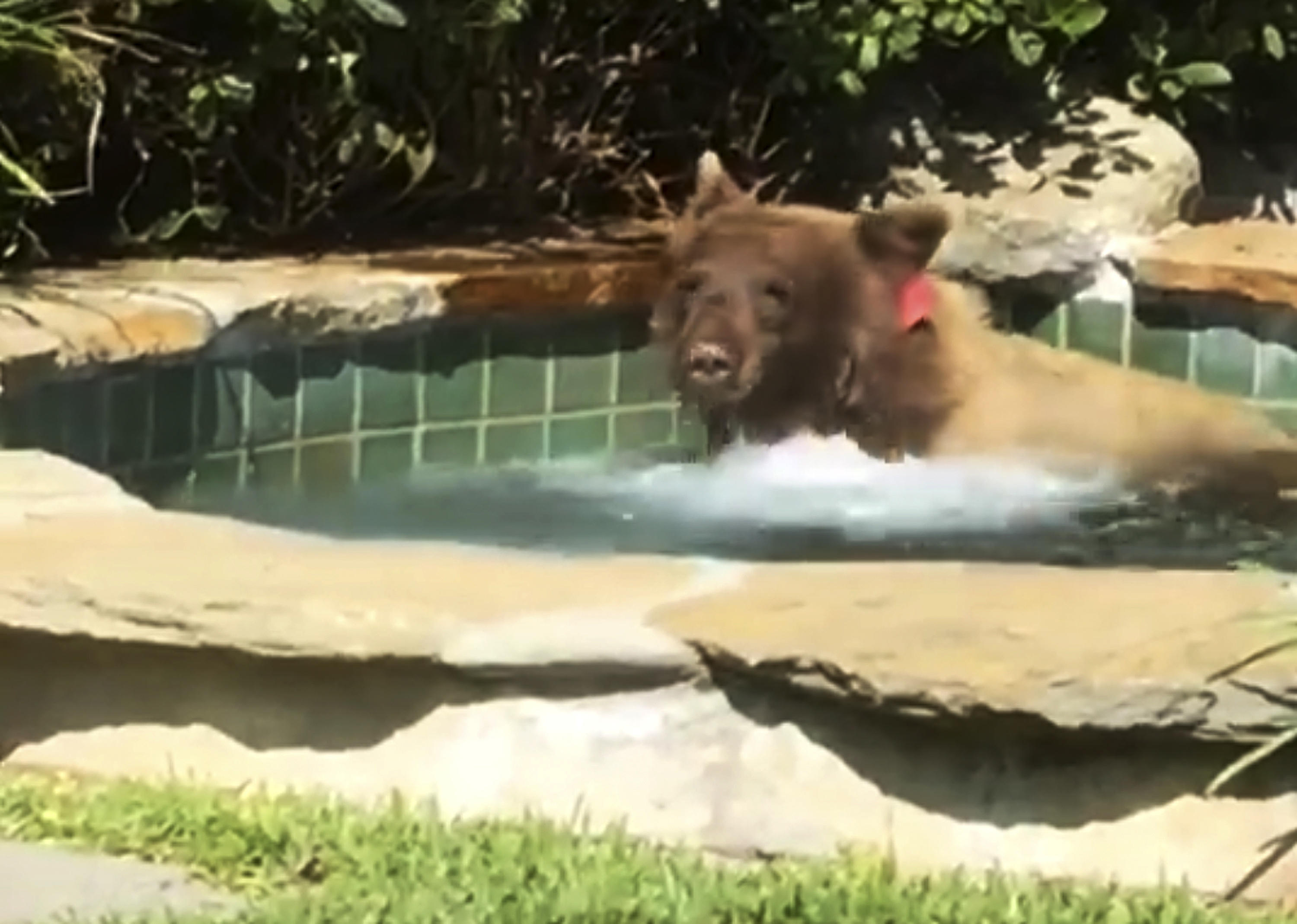 Tigers caught on camera lounging in a Jacuzzi-sized watering hole