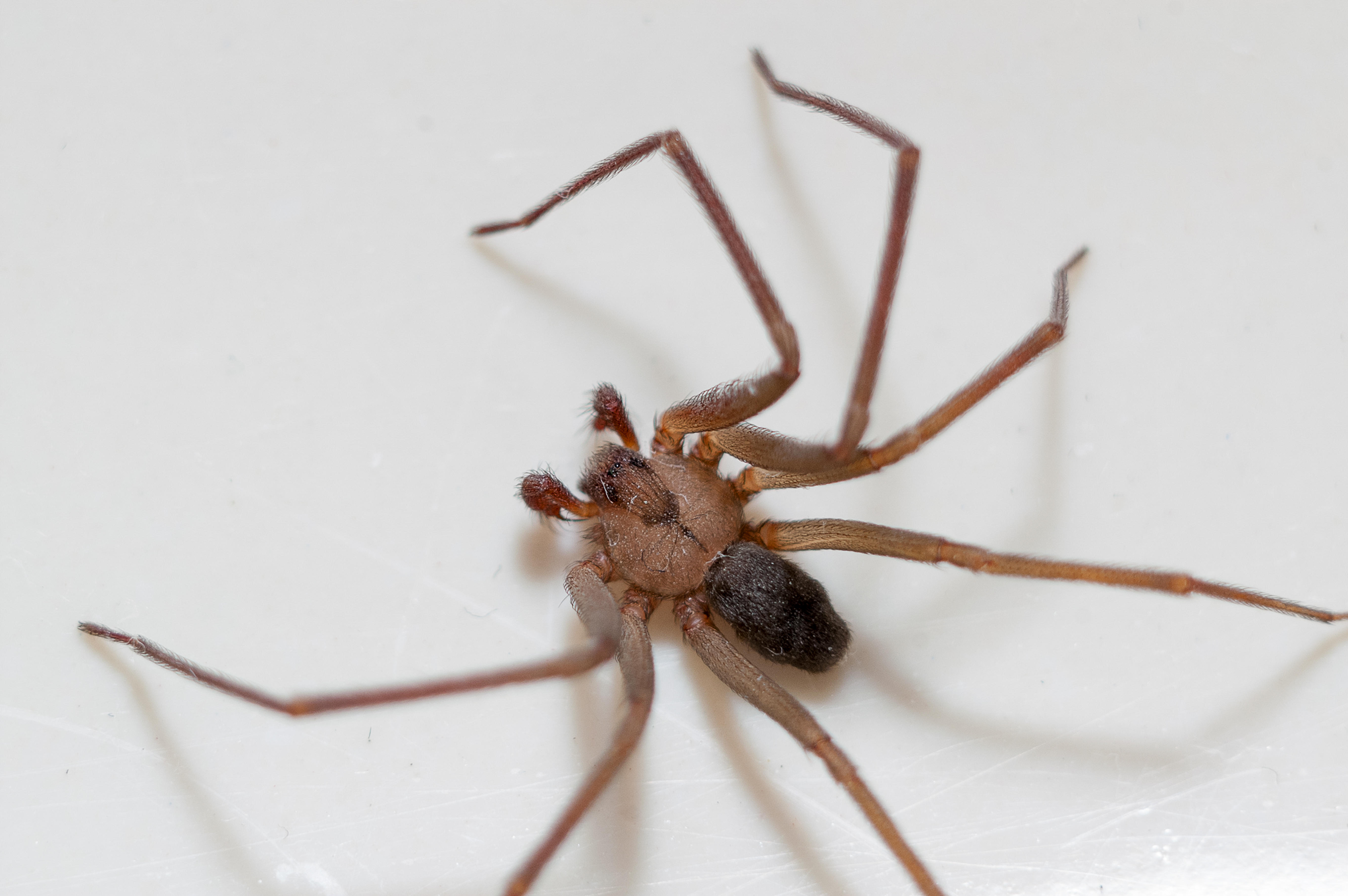 brown recluse spider bite first few days