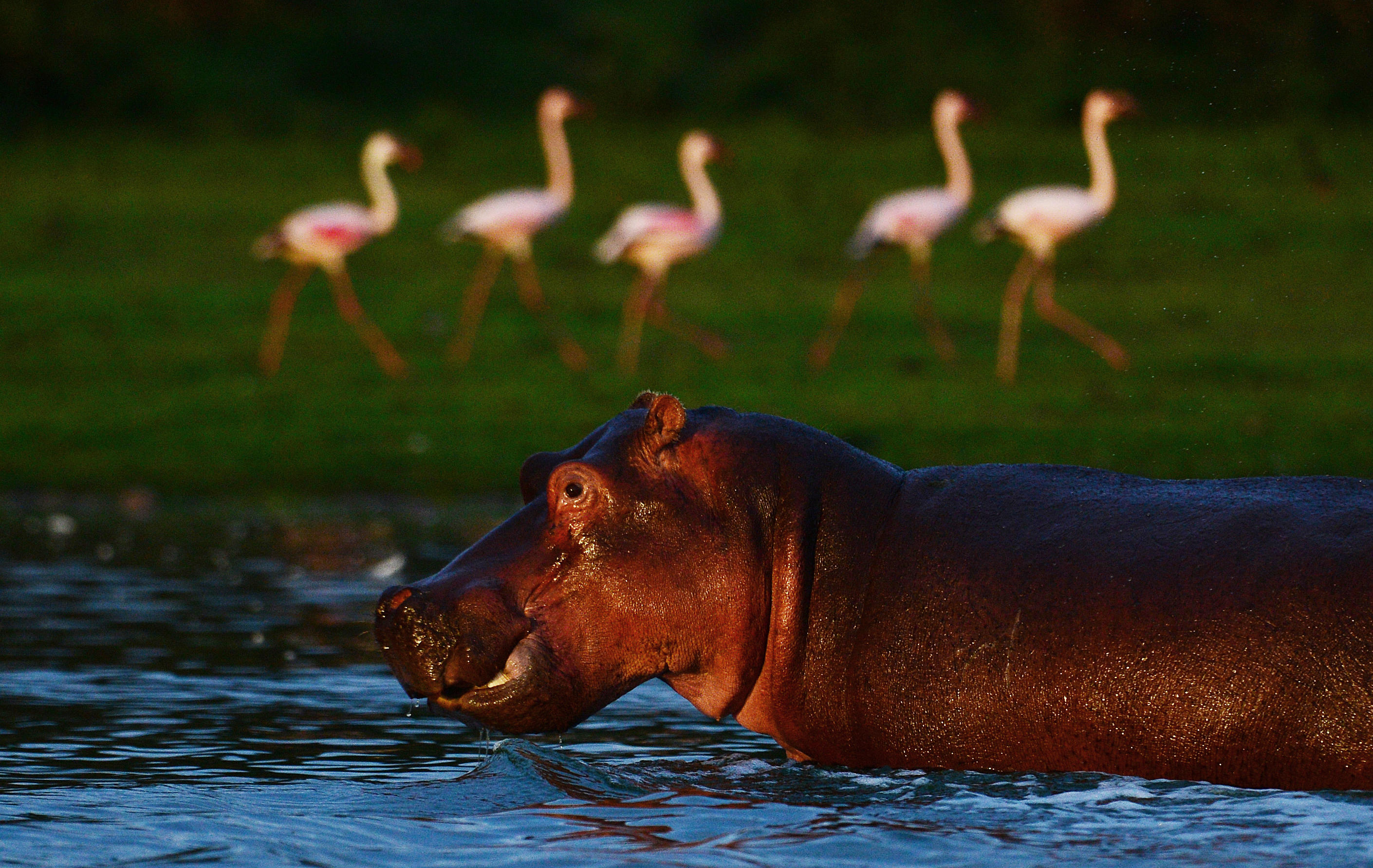 hippopotamus attack