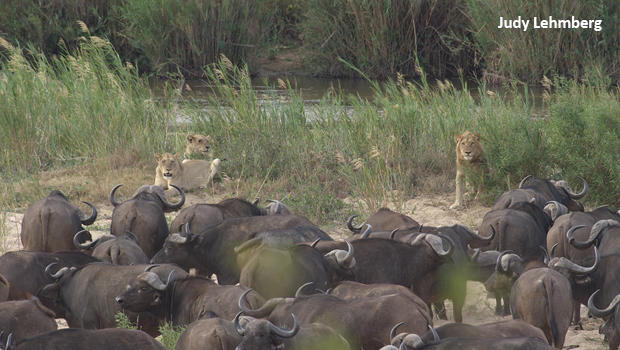 Slowest Buffalo In The Herd