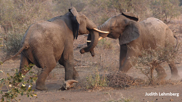 Nature up close: Decisions, decisions … lions or elephants? - CBS News
