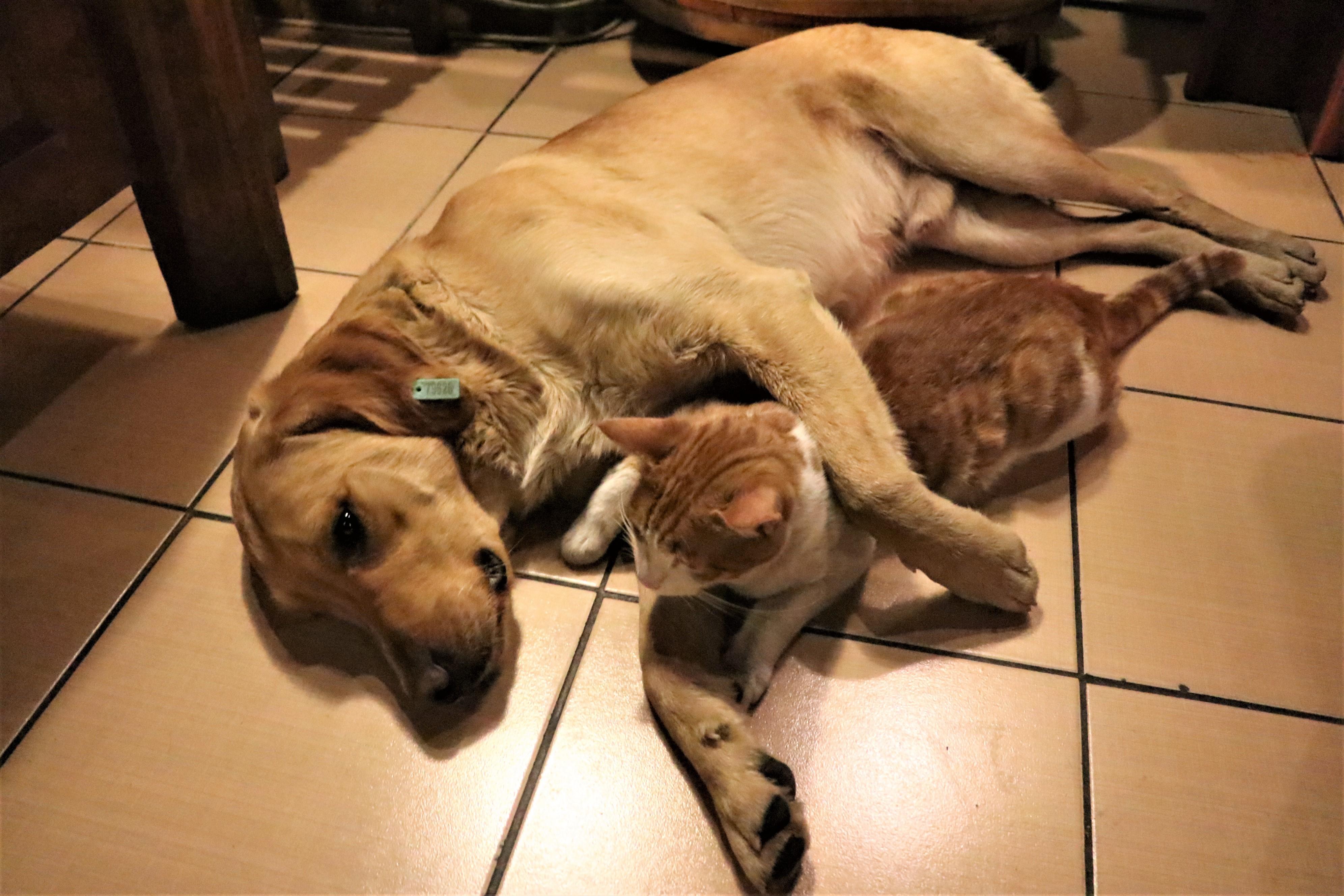 Do Dogs Eat Cats