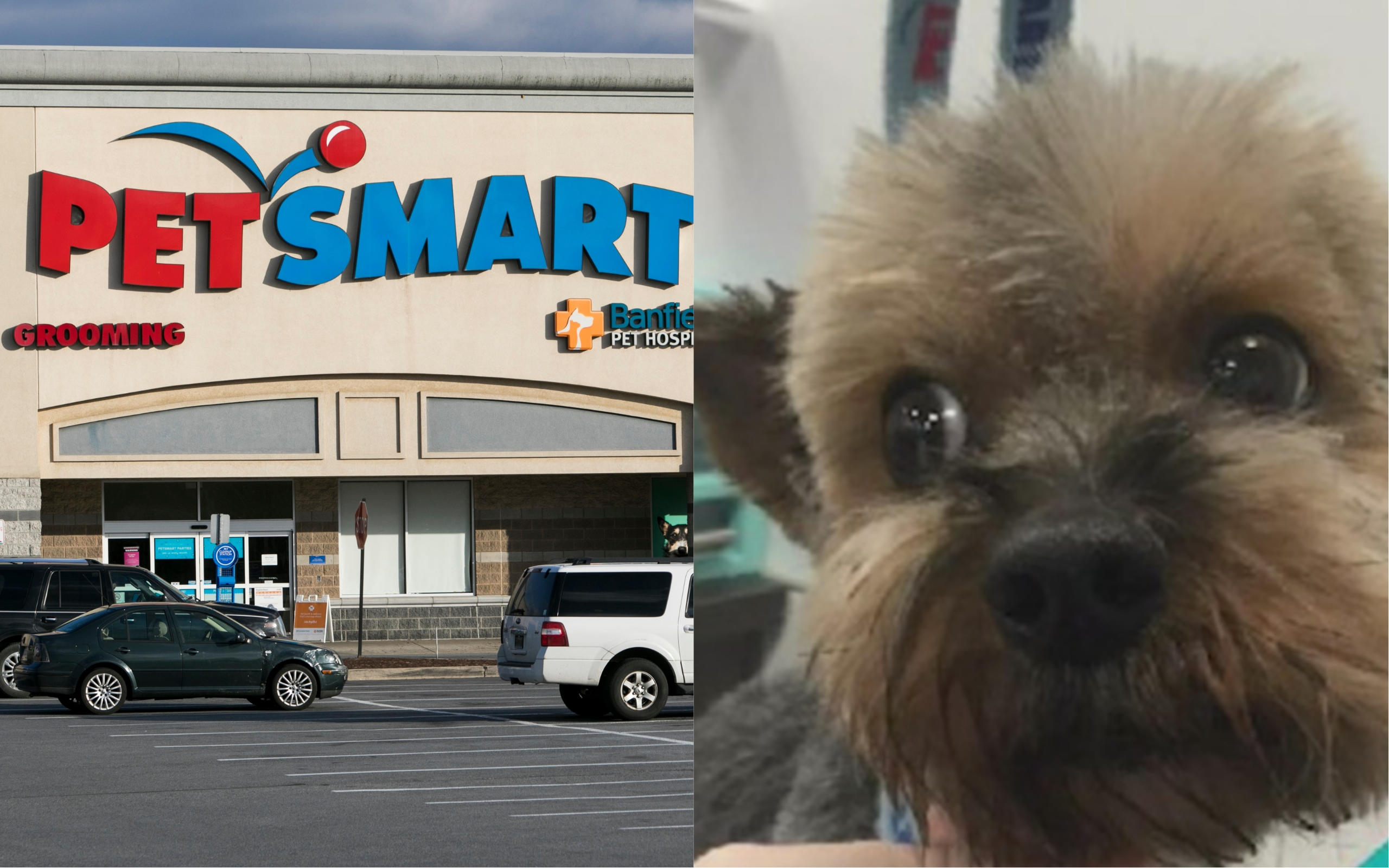 how much do dog groomers make at petsmart