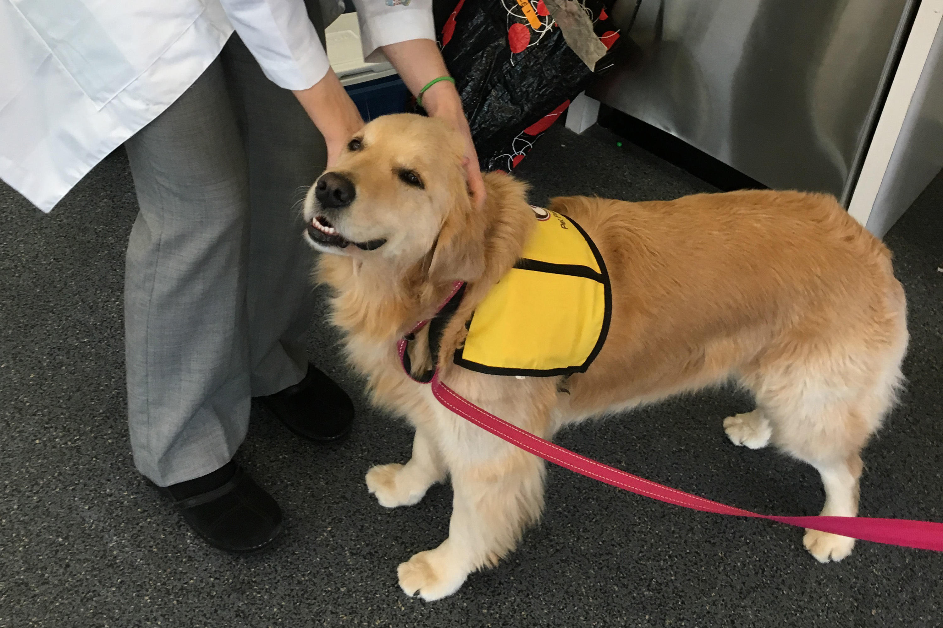 are therapy dogs allowed in hospitals