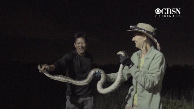 15-foot Burmese python spotted crossing road in Florida | WGHN
