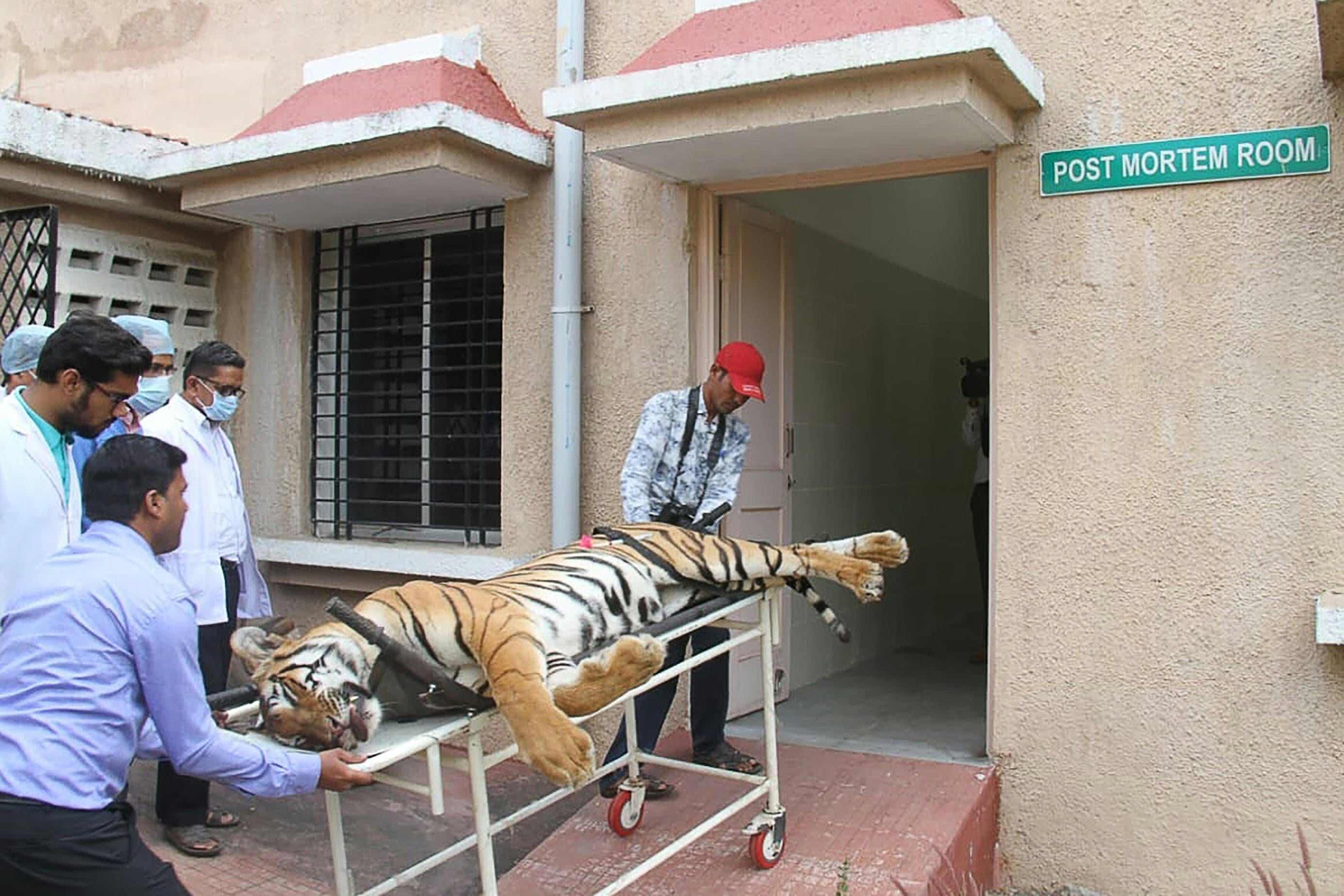 man eating tiger