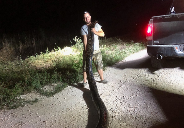 Snakes Alive! Massive Burmese Python Found in Florida Goes V - Florida  Sportsman