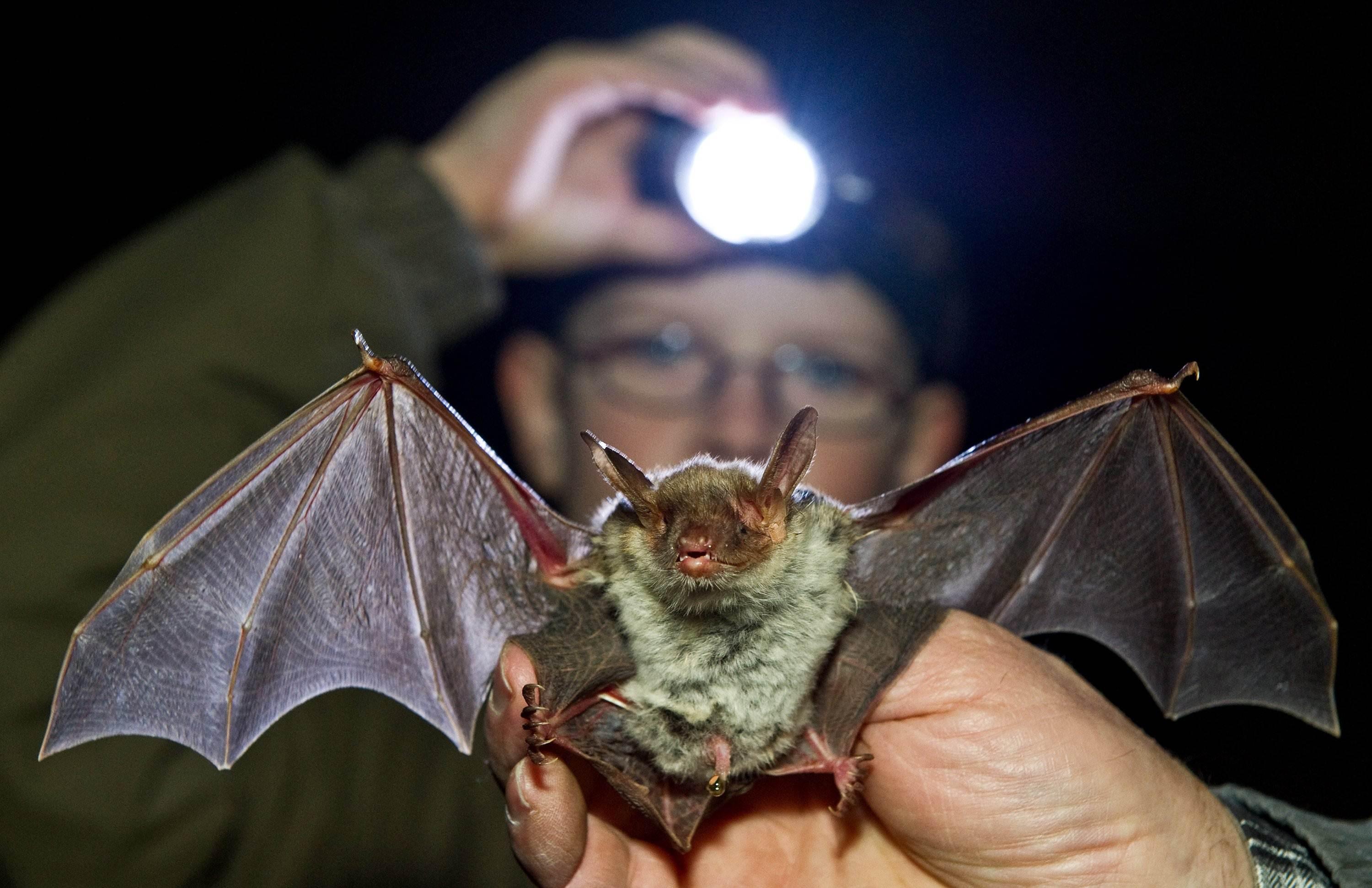 rabies in bats