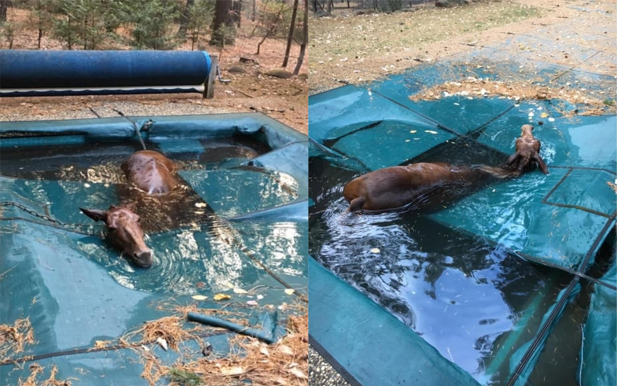 Horse found hiding in Paradise, California, pool to escape deadly Camp