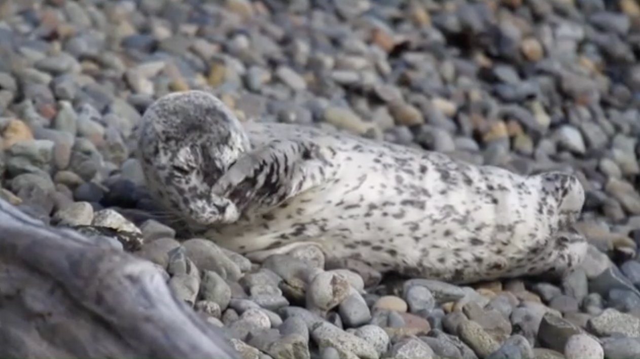 More sea lions washing up on Washington state beaches with gunshot ...