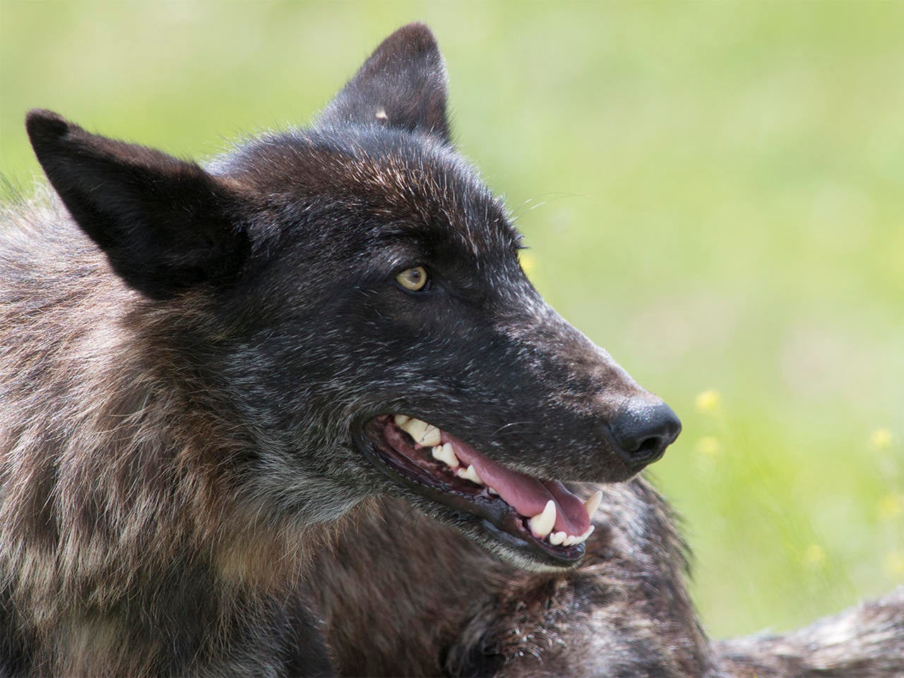 Nature Up Close: Spitfire, The Little Wolf That Could - Cbs News