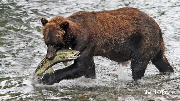 Salmon: A Keystone Species - Pacific Wild