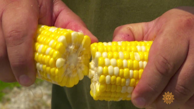 A world of corn, from farm to table - CBS News