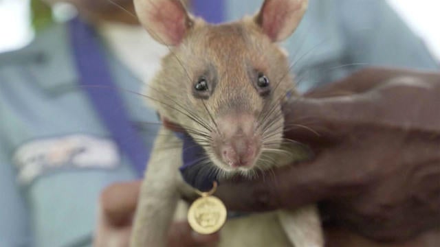 Rat breaks world record for sniffing out wartime landmines
