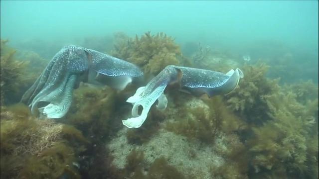 Movements of fish, bats inspire next-gen robots - CBS News