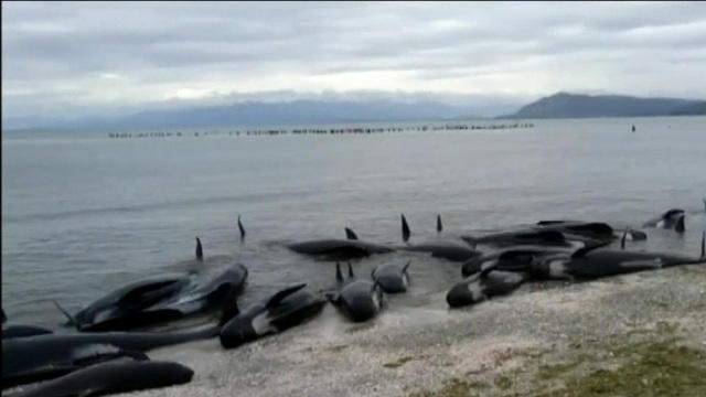 29 whales dead after stranding in Australia; over 100 rescued