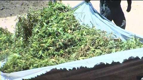 $1.19 billion worth of marijuana seized in massive drug bust in ...