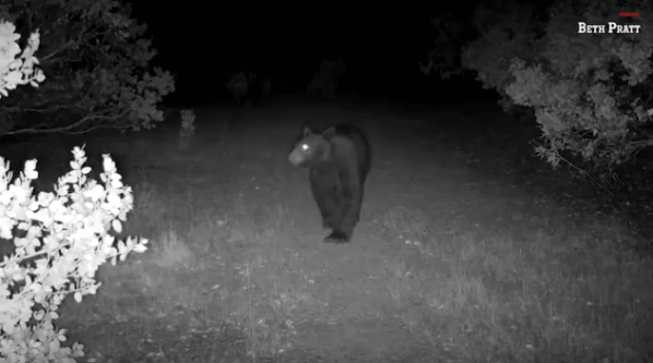 A Bear Walks Through a Backyard Near Yosemite National Park 