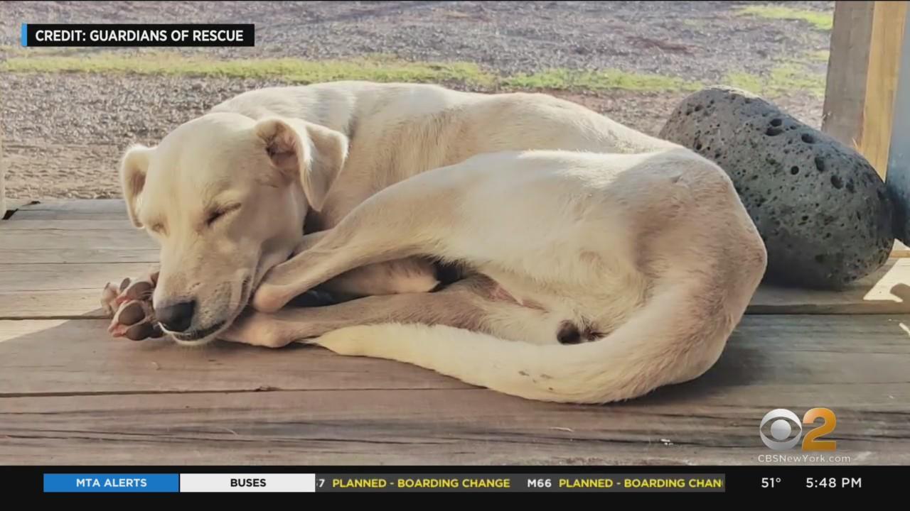 New York nonprofit Guardians of Rescue seeks help saving 2 dogs being