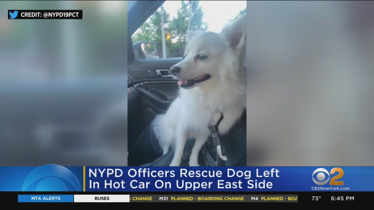 Caught on camera: NYPD officers rescue dog left in hot car on the Upper ...
