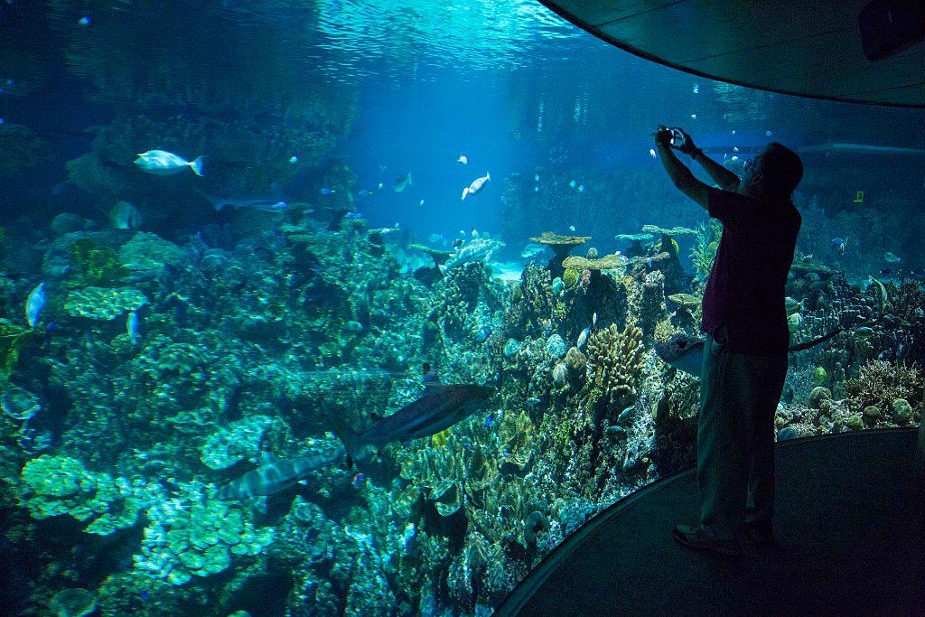 National Aquarium nears launch date of new audiovisual event series for