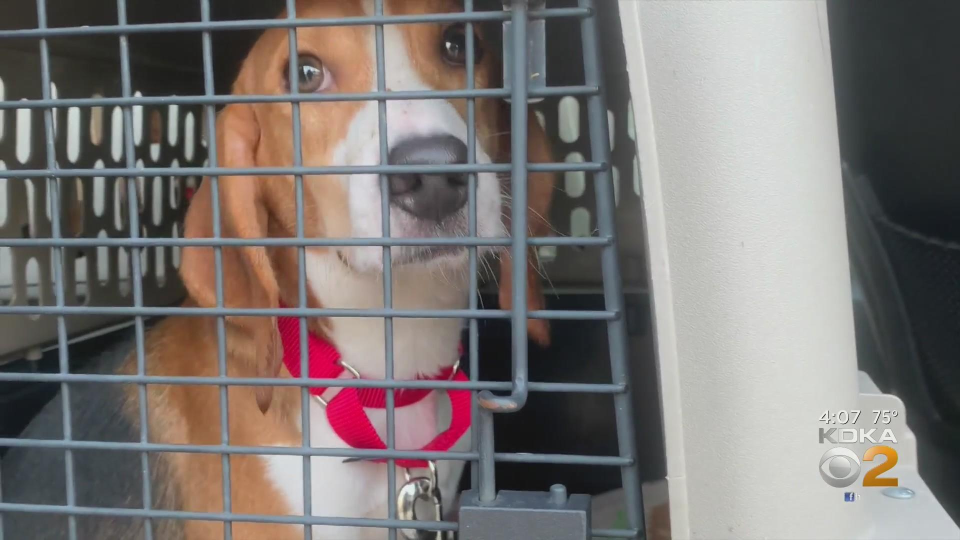 Humane Animal Rescue of Pittsburgh finds homes for all its Envigo ...